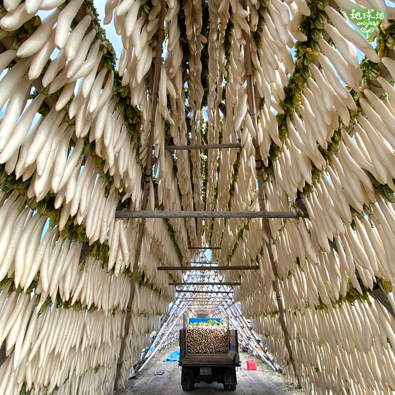 ご予約承り中】宮崎県産 丸干し大根 約4kg(20～25本前後) 漬物用 数量